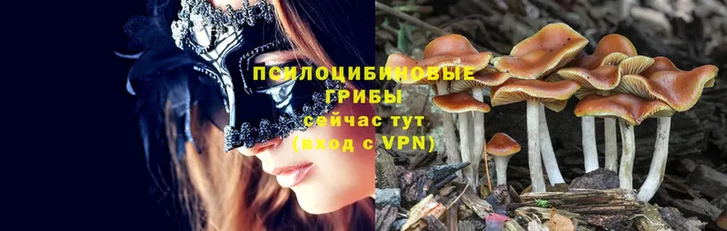 Псилоцибиновые грибы Magic Shrooms  Ковылкино 